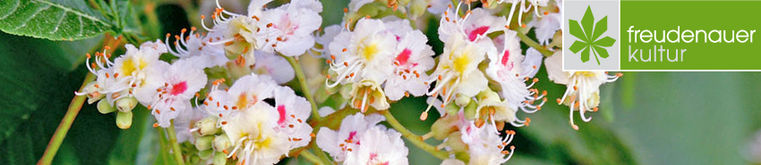 Kastanienblüte